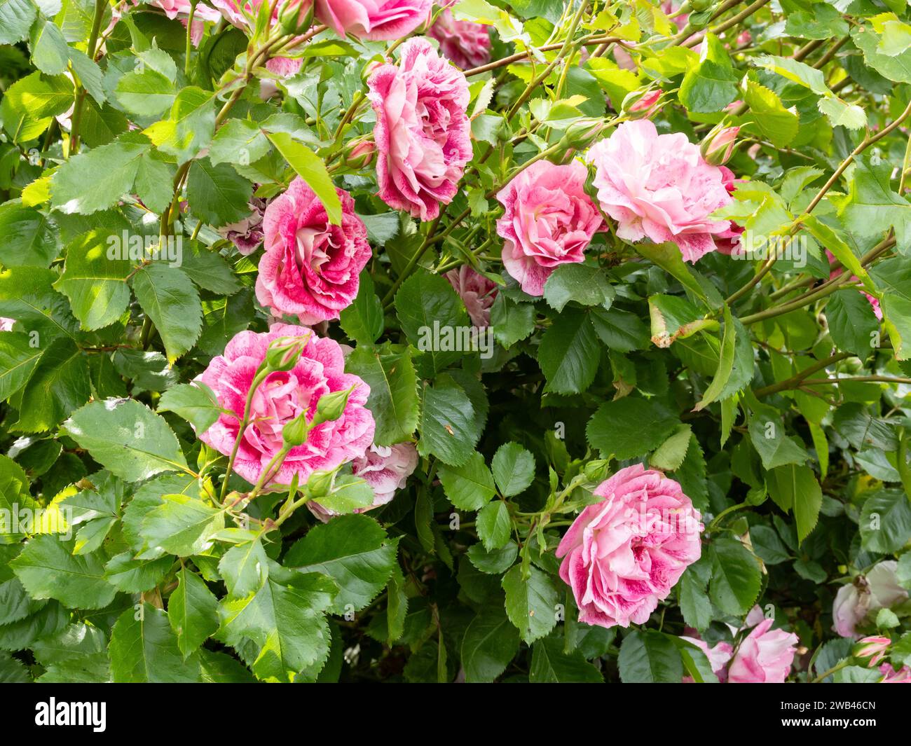 Rose Lets Celebrate Stock Photo