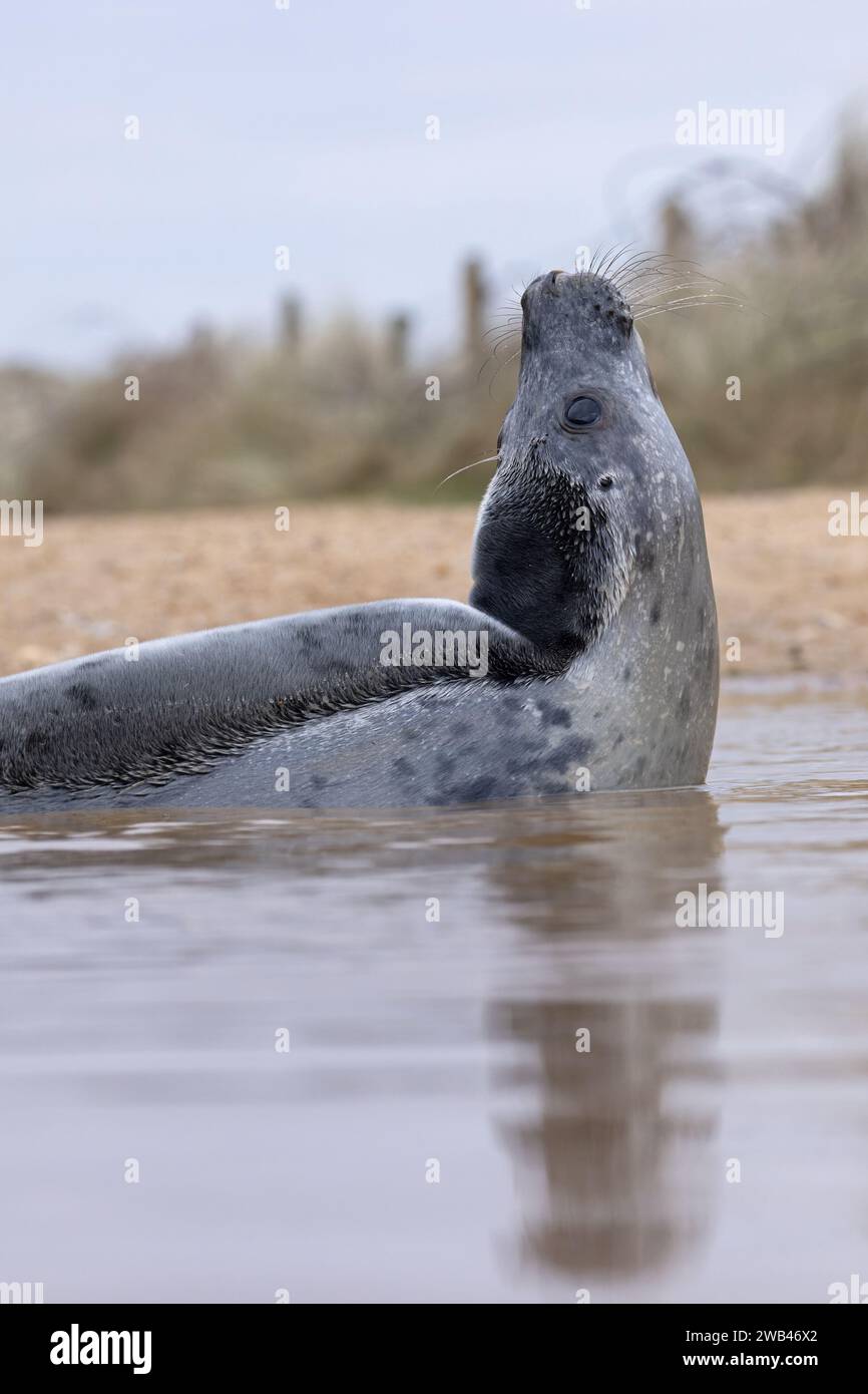 Grey Seal (Halichoerus grypus) pup in a puddle throwing head back