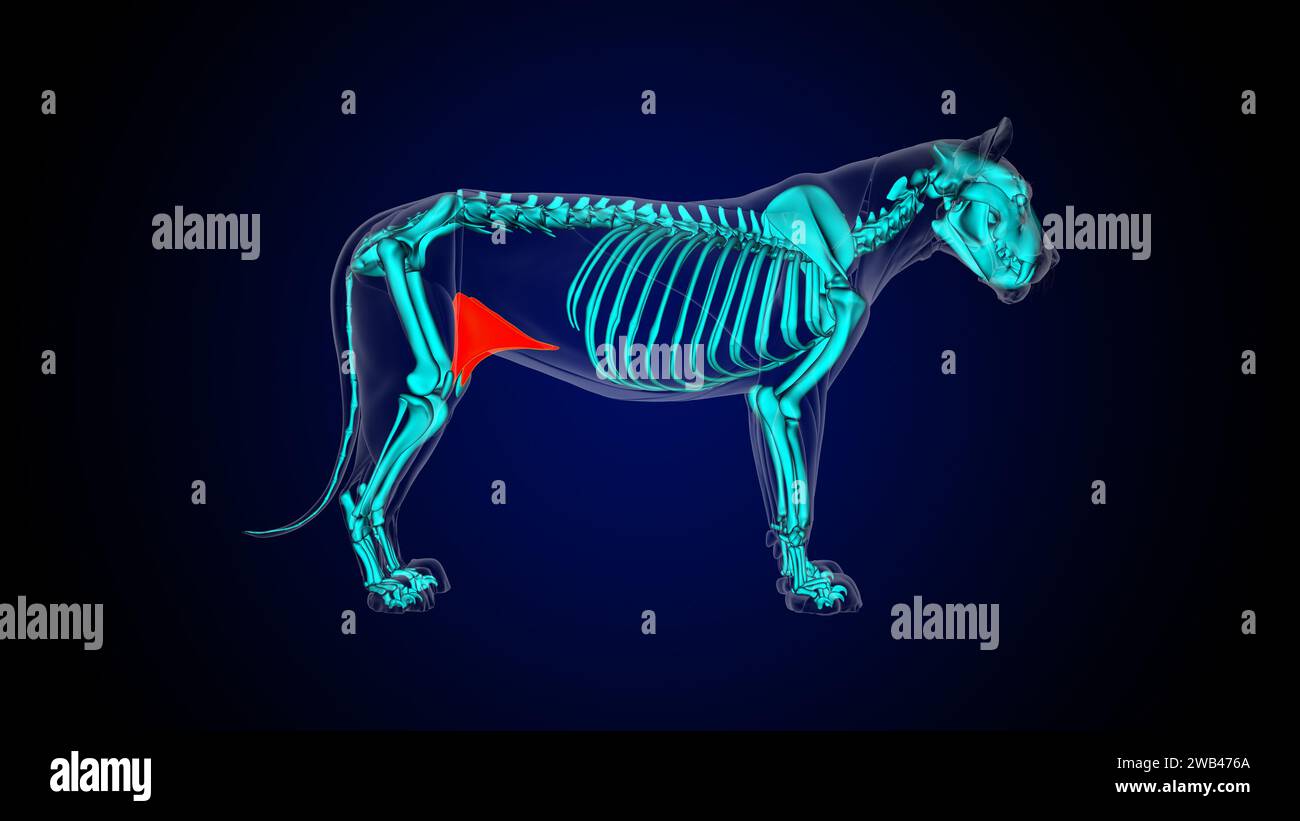 Fold at thigh muscle lion muscle anatomy for medical concept 3D