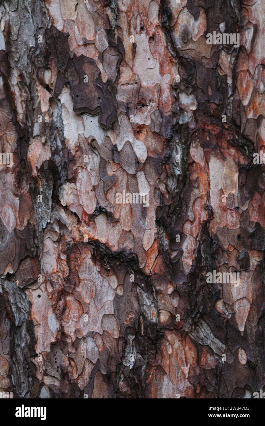 Detail of the bark of the Red Pine,  Pinus resinosa, growing in Schenectady County in New York State Stock Photo