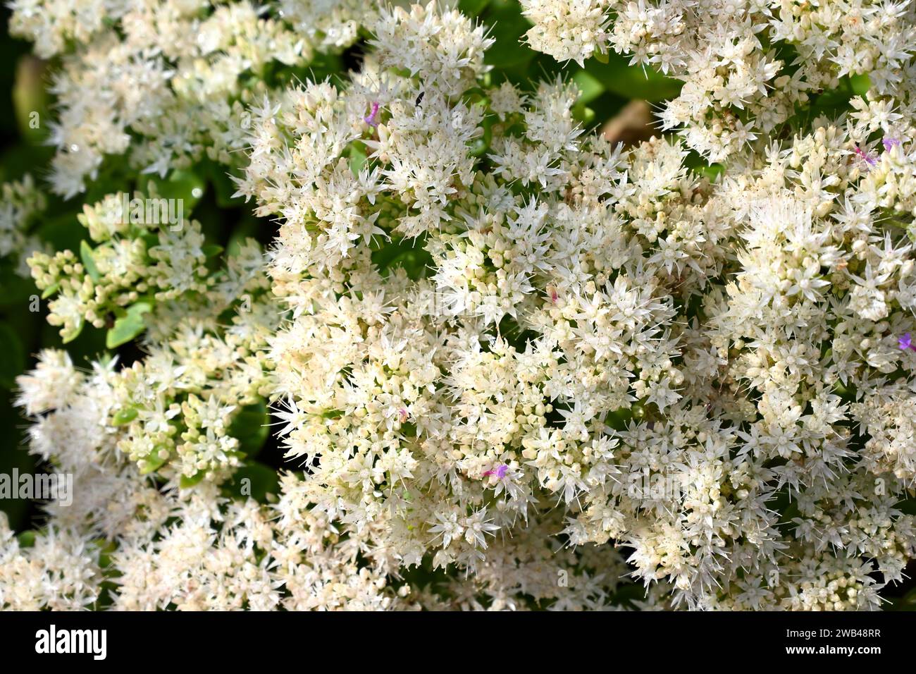 White autumn flowers of sedum Hylotelephium spectabile alba, or ice plant. growing in UK garden September Stock Photo