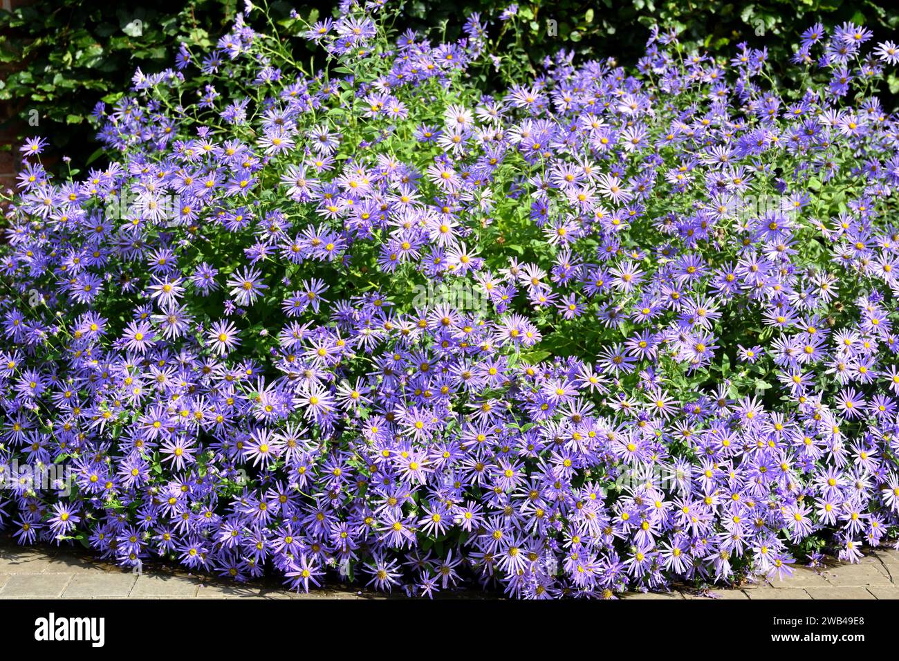 Starry purple late summer flowers of michaelmas daisies or Aster x frikartii 'Mönch' Stock Photo