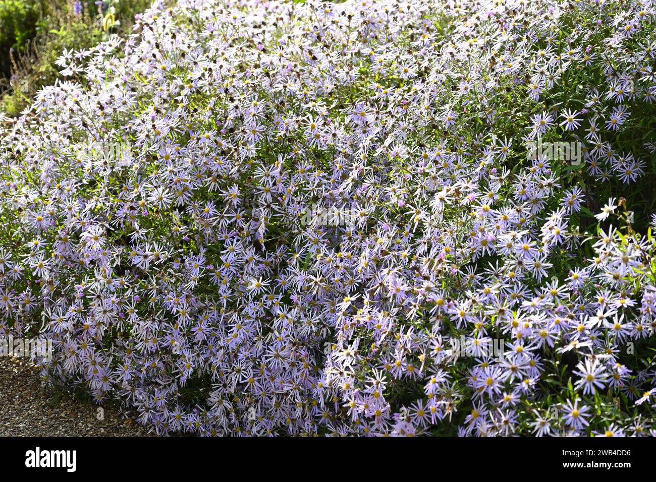 Starry pale purple late summer flowers of michaelmas daisies or Aster x frikartii growing in UK garden September Stock Photo