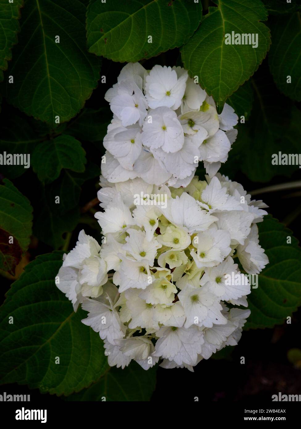 White Flower Stock Photo