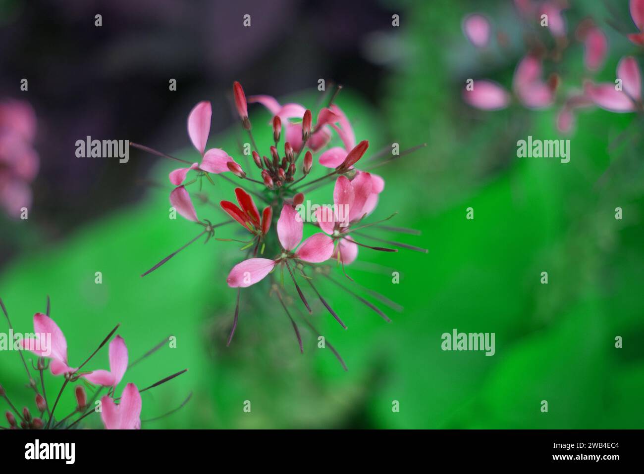 background, blossoming plant, blurred background, bokeh, botanical wonder, cleome houtteana, closeup, detail, flora, floral, flower spikelet, flowerin Stock Photo