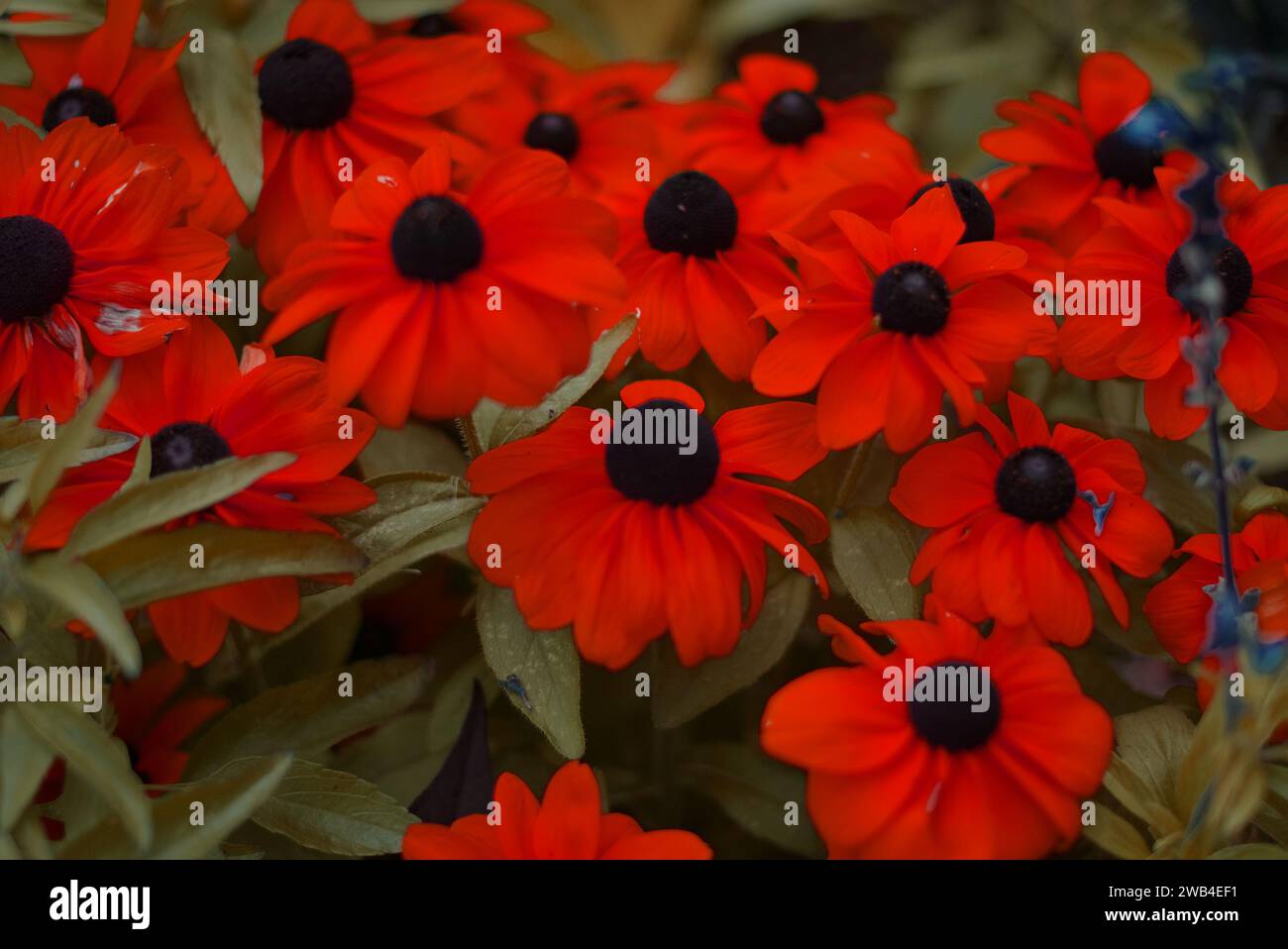 A beautiful selection of daisies of the species Rudbeckia hirta or black-eyed Susan in red. This flower is an ornamental plant. From the aster family. Stock Photo