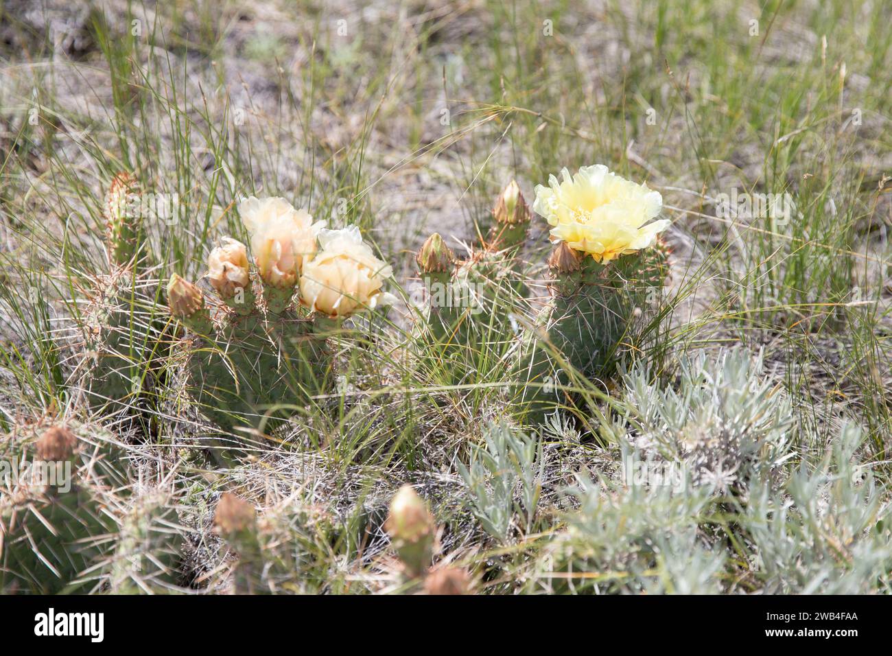little prickly pear cactus, native grassland shrub, Alberta badlands, Canada Stock Photo