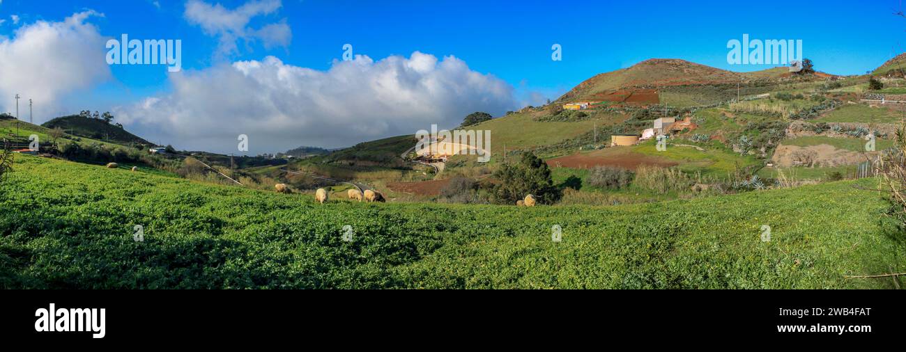 Panoramic of sheep grazing in Caideros, Gran Canaria Stock Photo