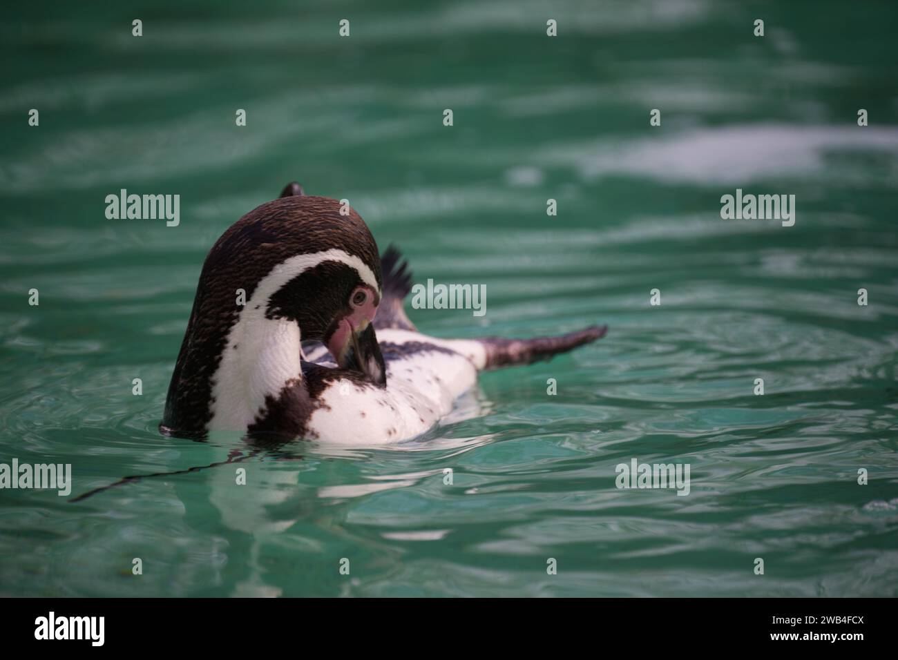 A Humboldt penguin swimming and cleaning itself at London Zoo Stock Photo