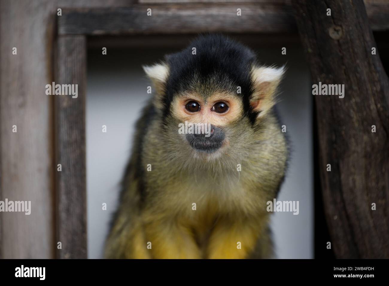 Black-capped squirrel monkey at London Zoo Stock Photo