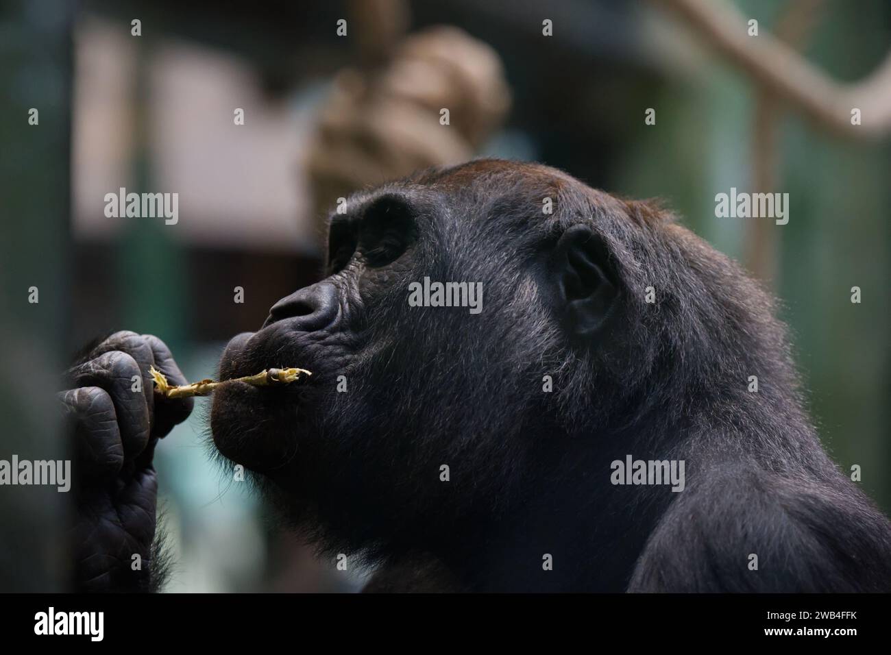 A female Western lowland gorilla at London Zoo Stock Photo