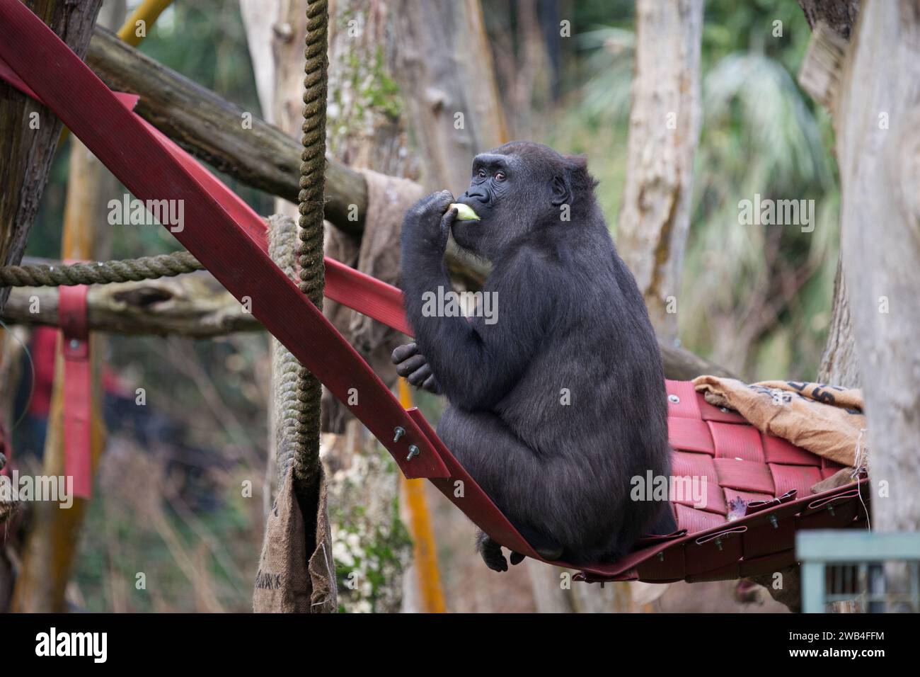 A female Western lowland gorilla eating food and looking at the camera at London Zoo Stock Photo