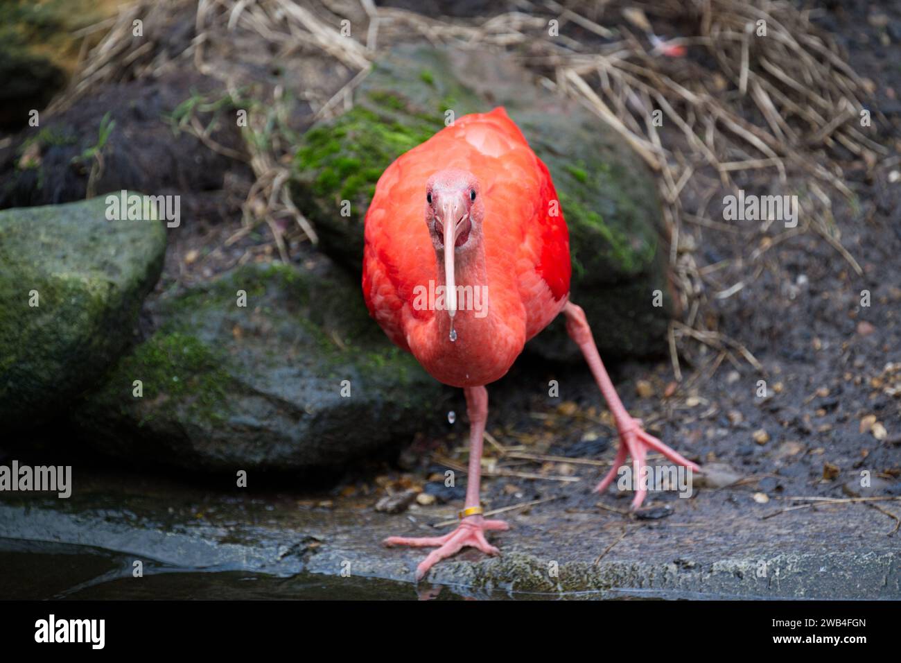 A Scarlet ibis at London Zoo Stock Photo