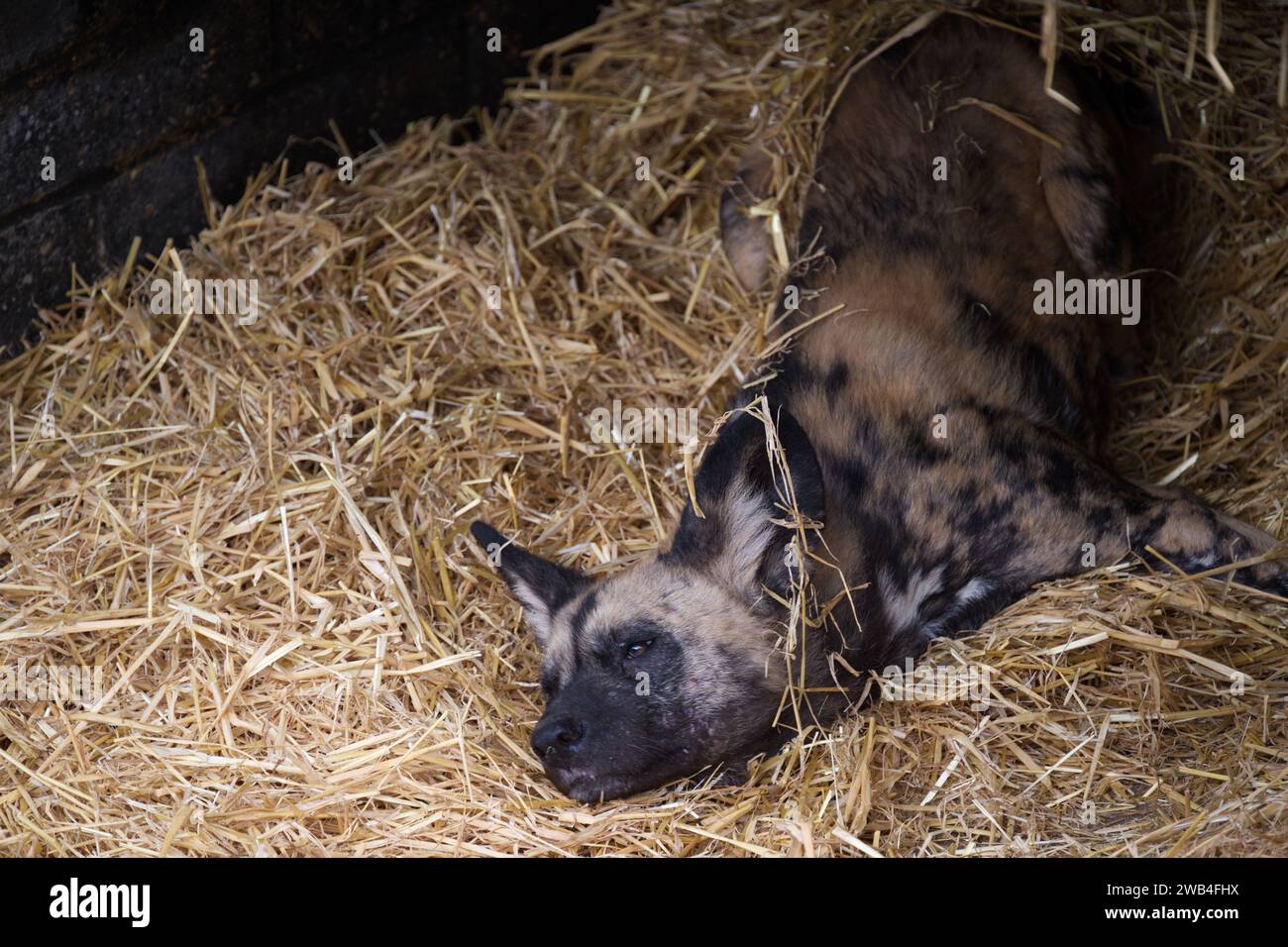 An African wild dog subbing it's scent onto straw at London Zoo Stock Photo