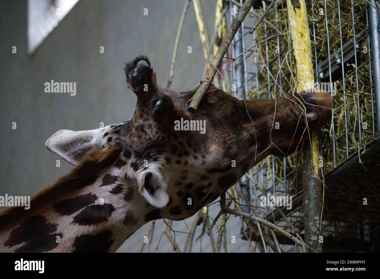 A Northern Giraffe at London Zoo Stock Photo