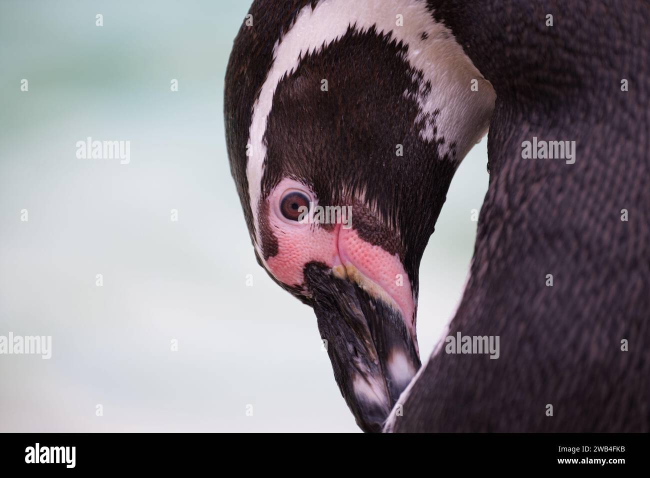A Humboldt penguin preening itself at London Zoo Stock Photo