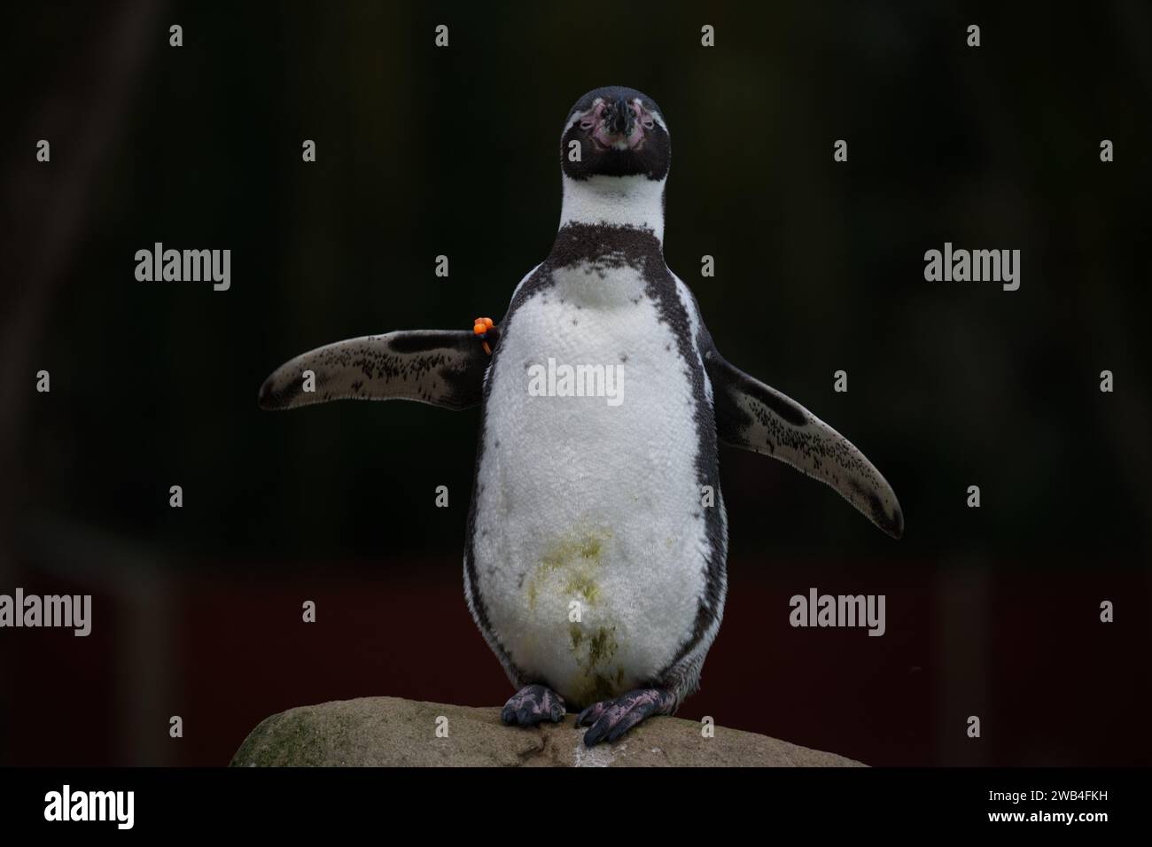 A Humboldt penguin stretching it's wings while looking at the camera at London Zoo Stock Photo