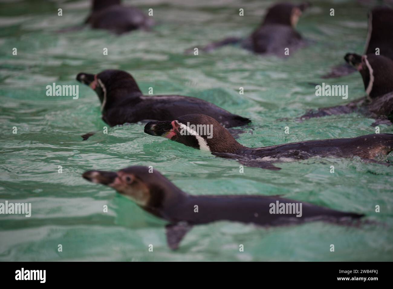 Humboldt penguins swimming at London Zoo Stock Photo