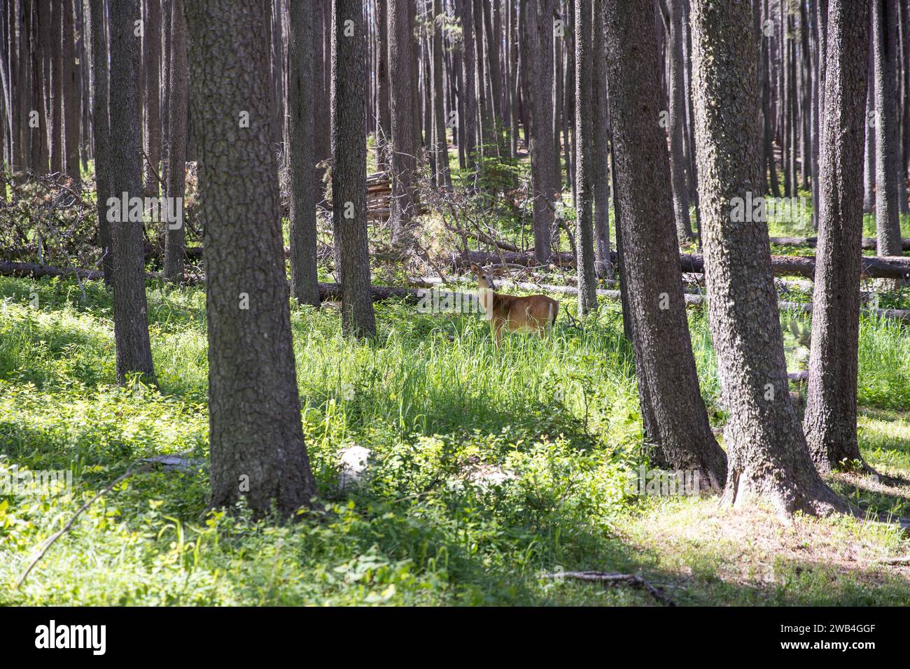 mule deer in the pine forests of Cypress Hills Alberta Stock Photo