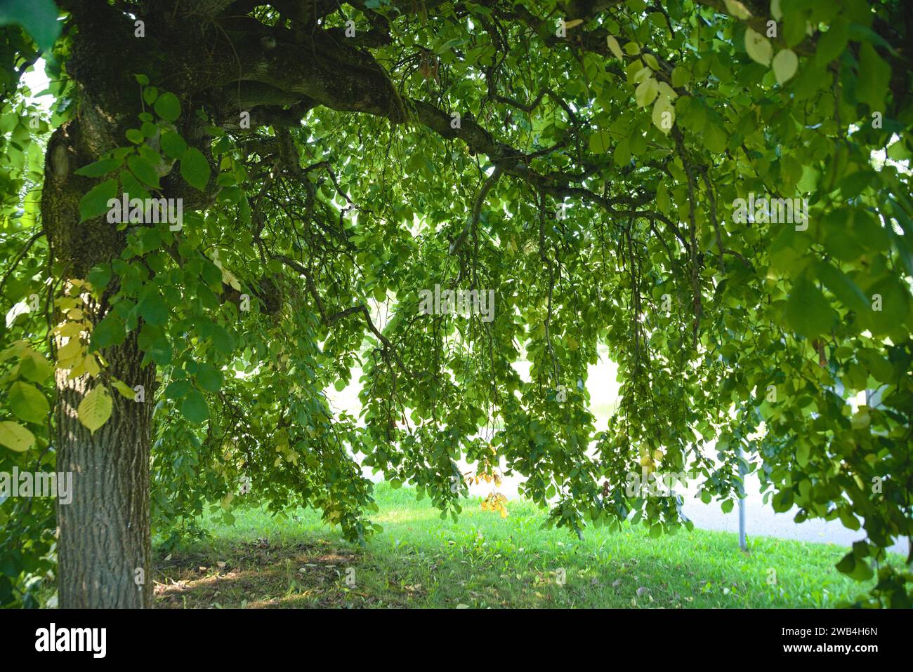 Umbrella-like Shape Of The Berry-elm In Detail - Deciduous Tree And Hardwood Hanging Elm Stock Photo