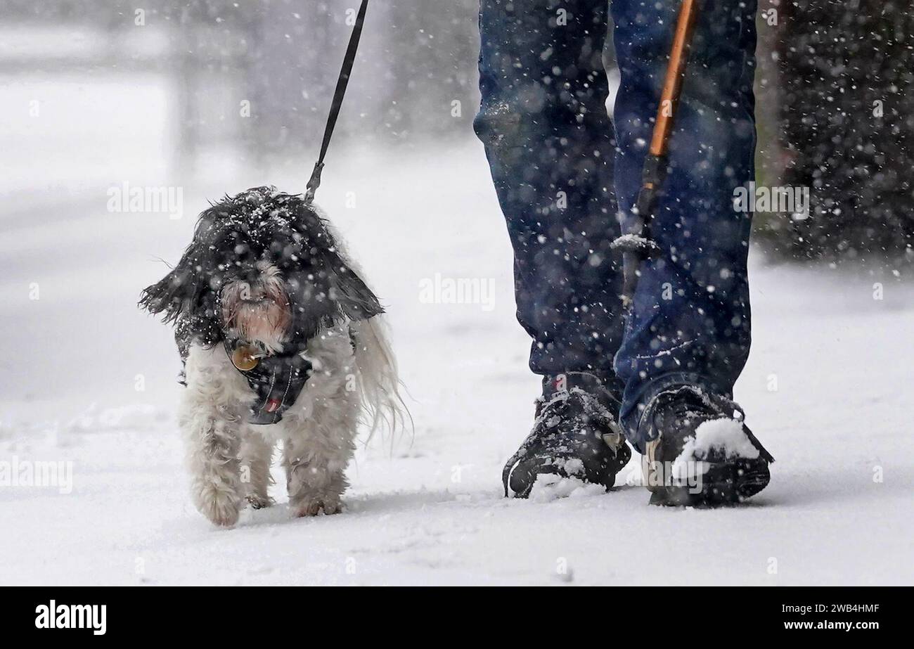 A man walks dog through a snow flurry in Lenham, Kent. Sleet and snow showers have been forecast for parts of the country on Monday as some regions are still trying to grapple with flooding following intense rainfall. Picture date: Monday January 8, 2024. Stock Photo