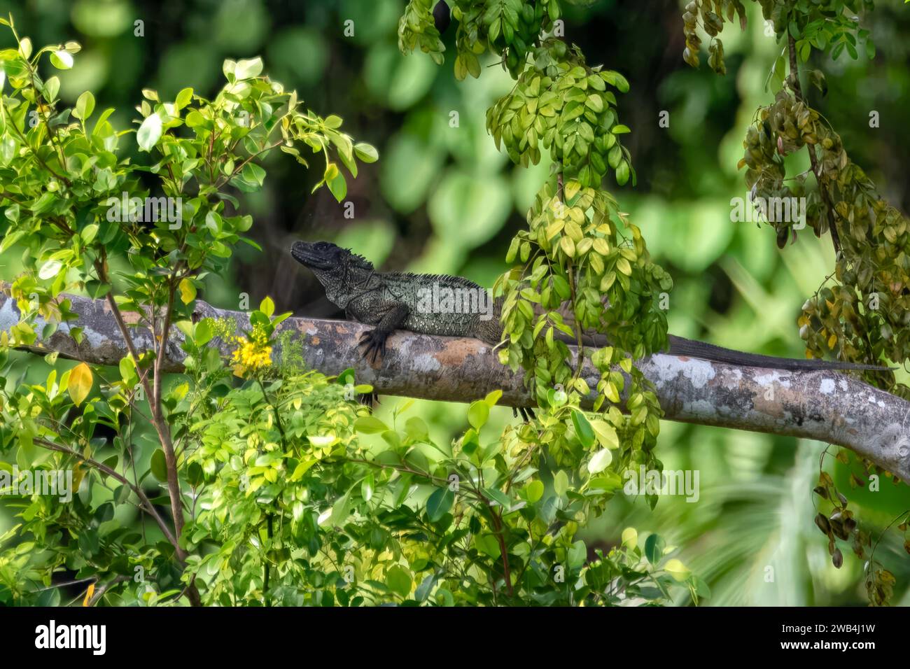 Philippine sailfin lizard (Hydrosaurus pustulatus), also known as