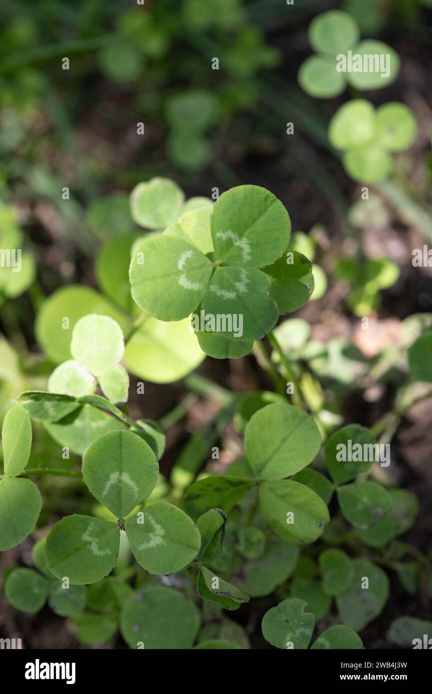 Dutch clover lawn, low maintenance lawn alternative Stock Photo Alamy