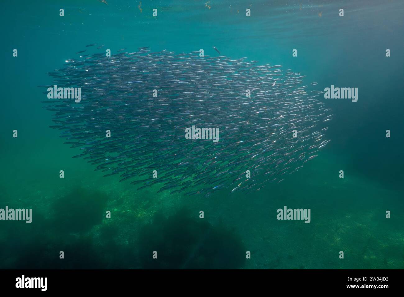 Bait ball of schooling anchovies fish underwater in the Atlantic ocean, European anchovy Engraulis encrasicolus, natural scene, Spain, Galicia Stock Photo