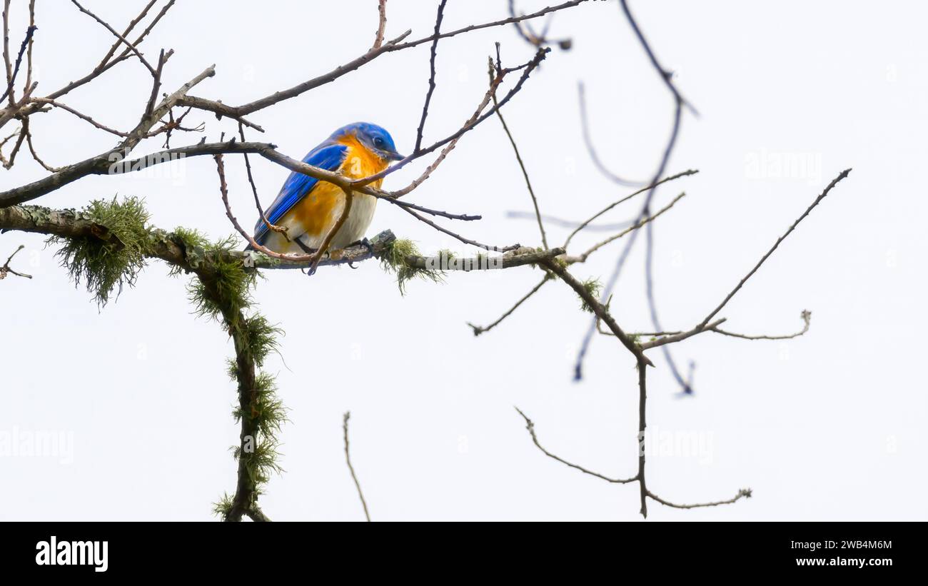 A vibrant male Eastern Bluebird perched on a branch Stock Photo