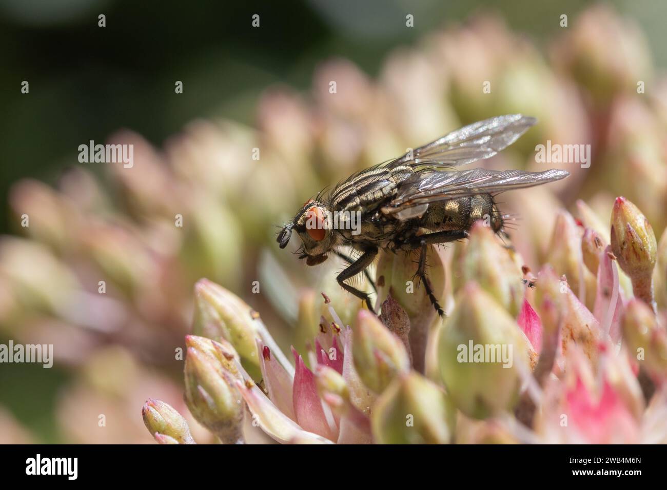 Close-up of a Flesh-Fly (Sarcophaga carnaria) on Sedum Stock Photo