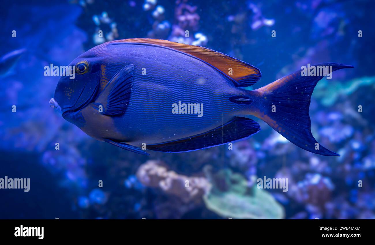 Palais de la Porte Dorée. Tropical fishes. View of an ocellus surgeon fish Stock Photo