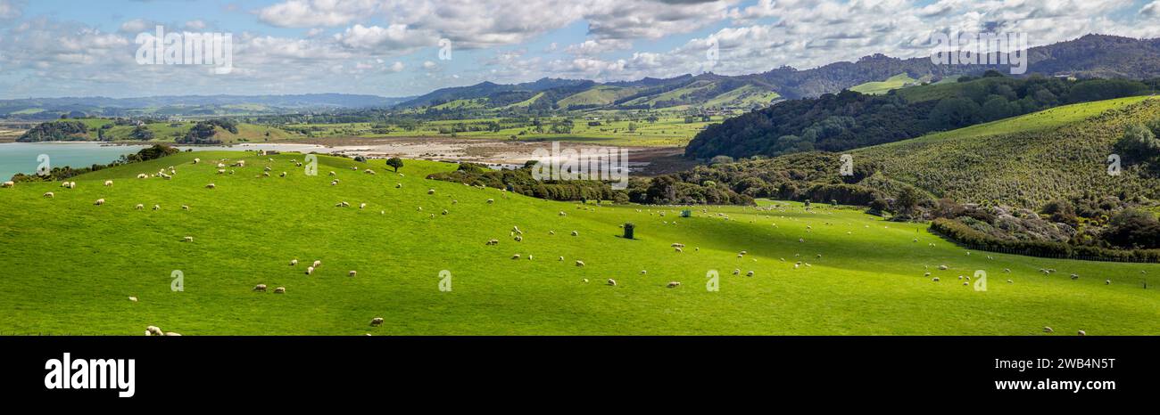 Working farm in the Duder Regional Park with pastures of sheep on the Te Ika-a-Maui (North Island) of Aotearoa (New Zealand), Tamaki Makaurau (Aucklan Stock Photo