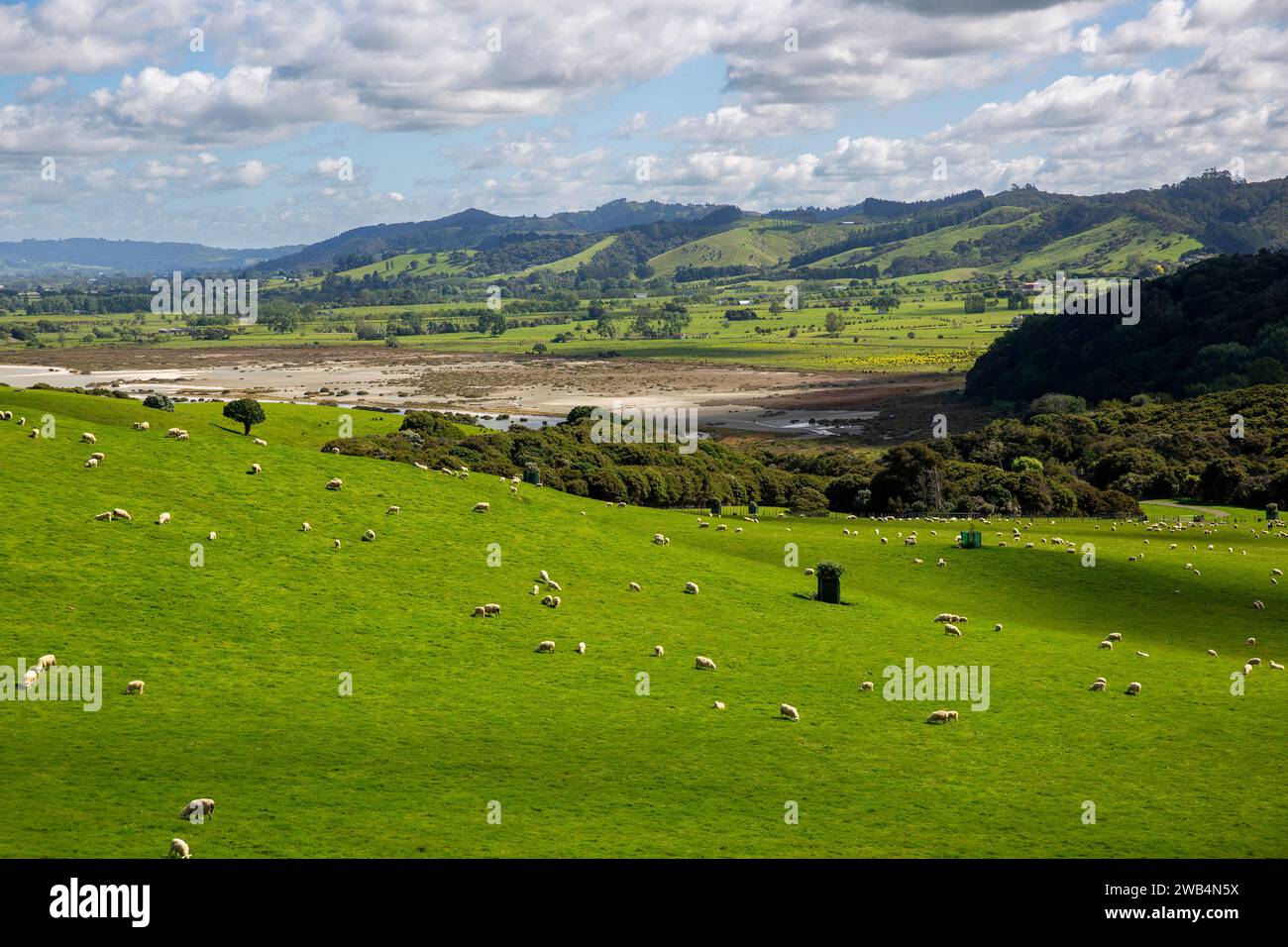 Sheep grazing in green pastures in the Duder Regional Park on the Te Ika-a-Maui (North Island) of Aotearoa (New Zealand), Tamaki Makaurau (Auckland Re Stock Photo