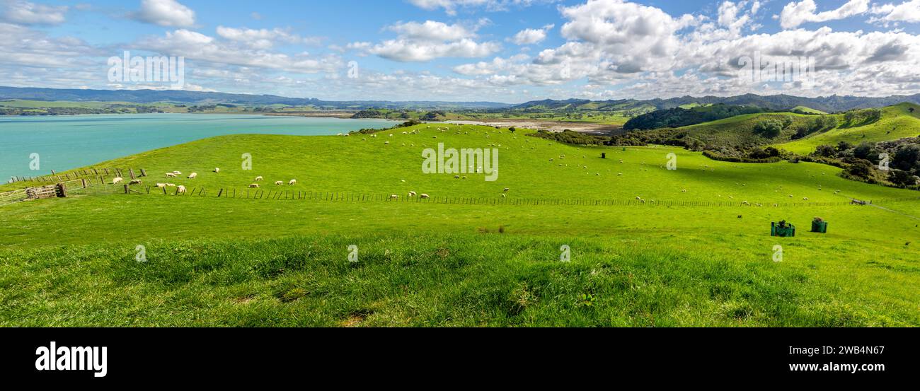 Working farm in the Duder Regional Park with pastures of sheep on the Te Ika-a-Maui (North Island) of Aotearoa (New Zealand), Tamaki Makaurau (Aucklan Stock Photo
