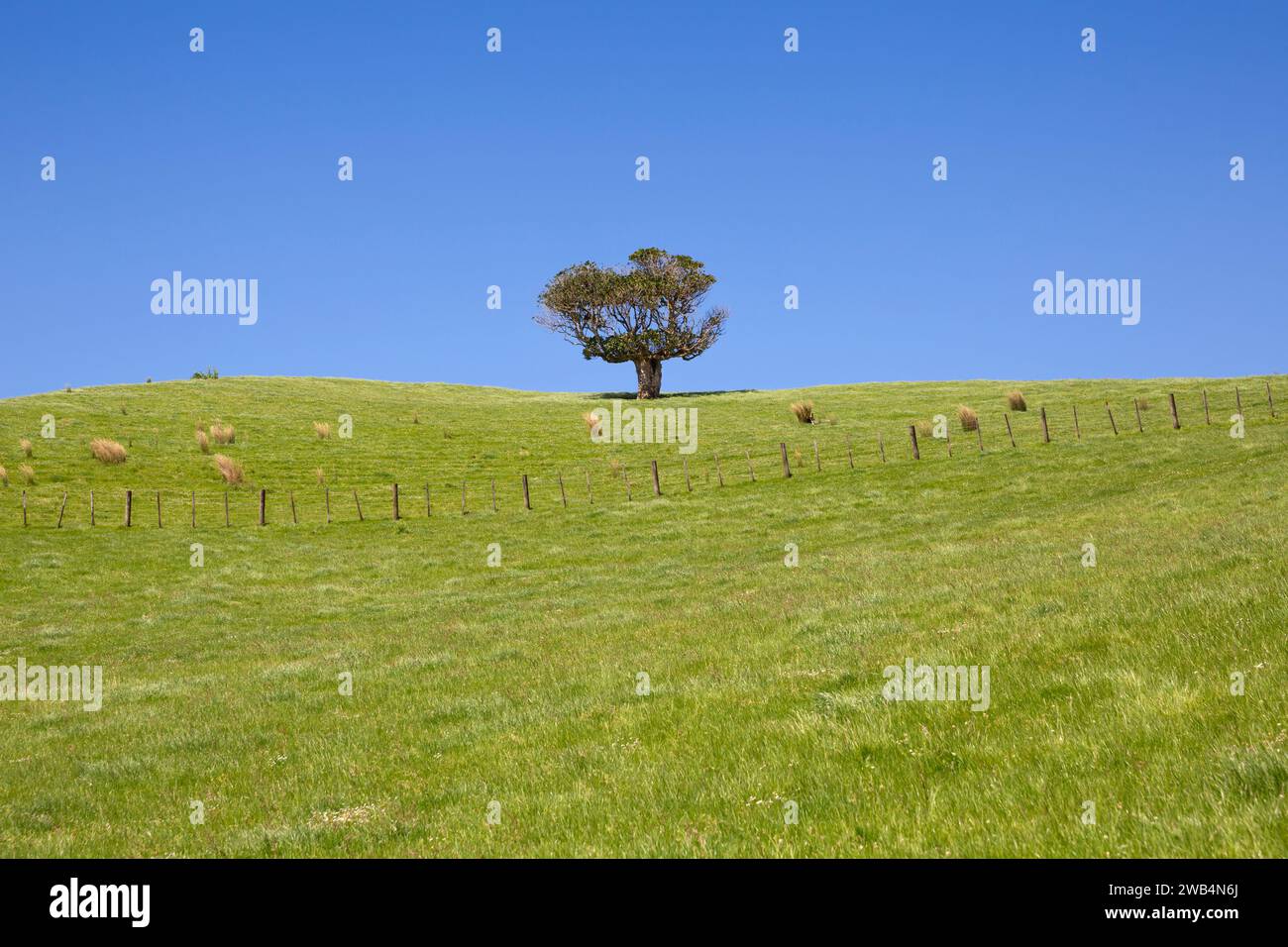Pasture land with lone tree in the Duder Regional Park on the Te Ika-a-Maui (North Island) of Aotearoa (New Zealand), Tamaki Makaurau (Auckland Region Stock Photo