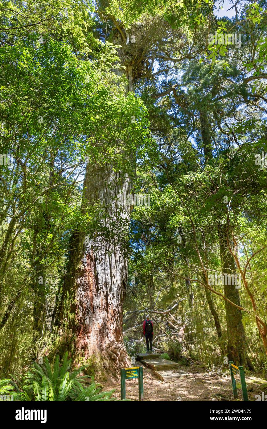 Big Tōtara Walk park is located in Dean Forest Conservation Area in the Southland region of Te Waipounamu (South Island), Aotearoa (New Zealand). Stock Photo