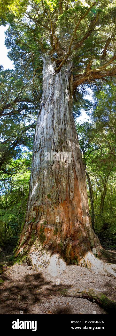 A Halls Tōtara tree (Podocarpus hallii) native to  Aotearoa (New Zealand) located in the Big Tōtara Walk at the Dean Forest Conservation Area, Southl Stock Photo