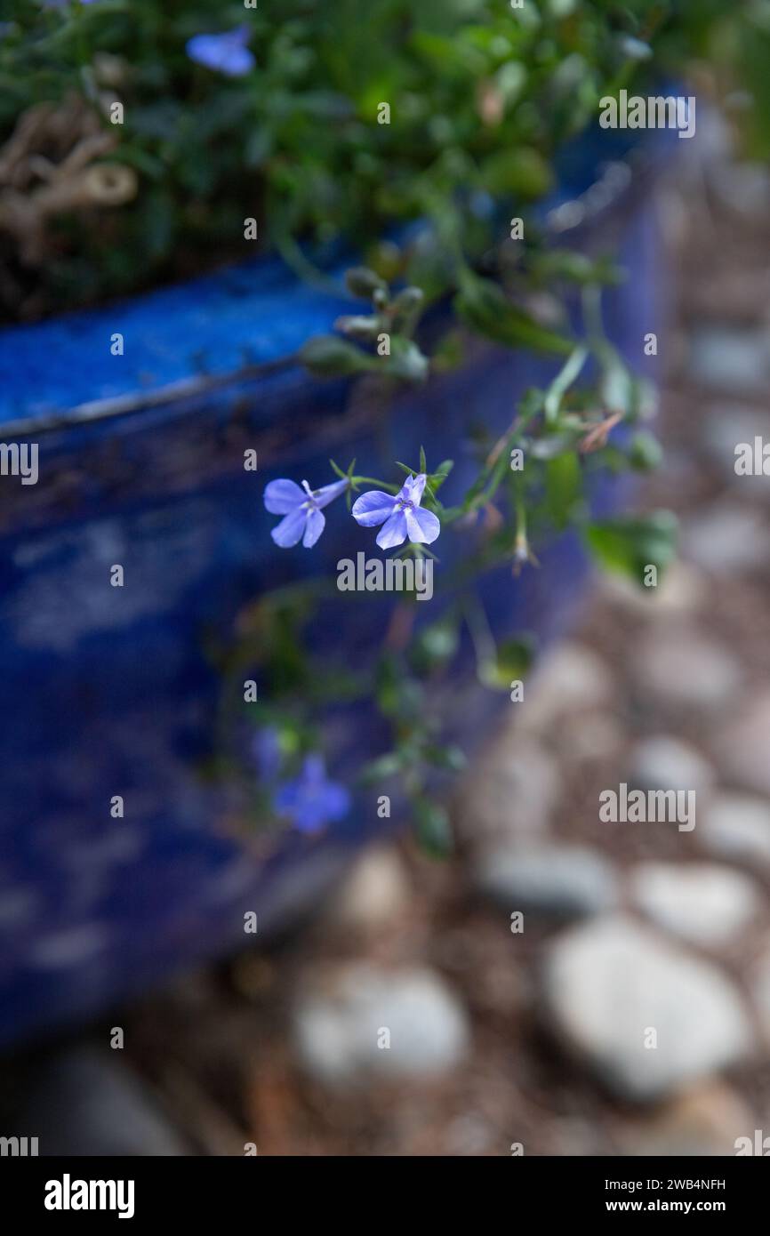 A bright blue plant pot filled with lobelia flowers in a rock garden, Saskatchewan, Canada Stock Photo