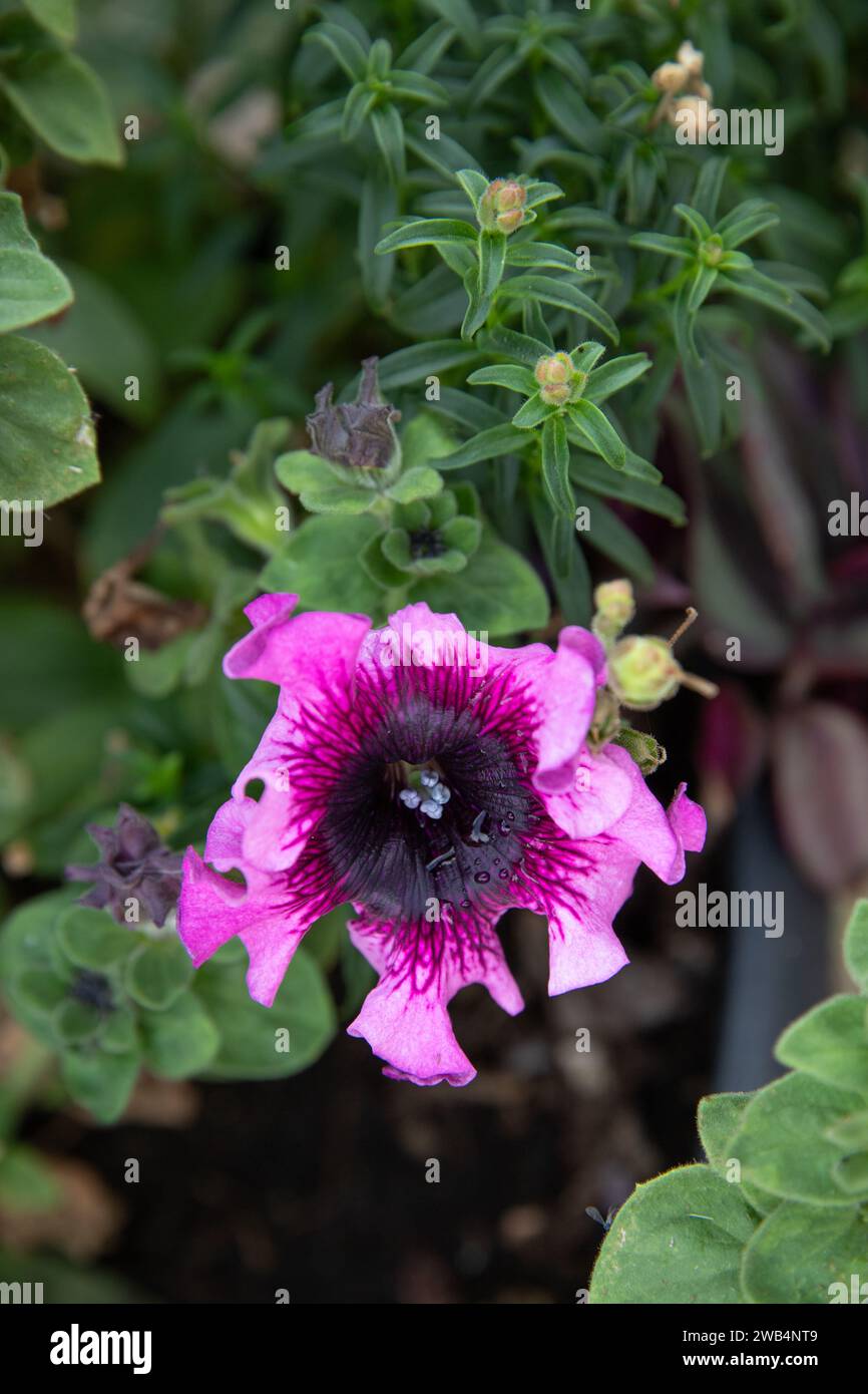 pink and purple ruffled petunia flower Stock Photo