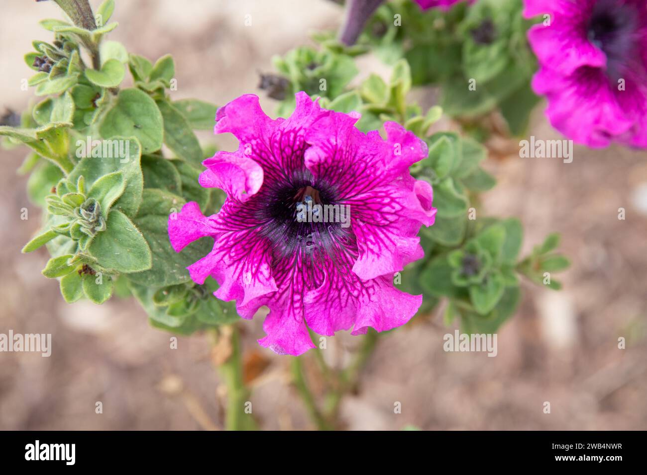 bright pink petunia with dark veining and center Stock Photo