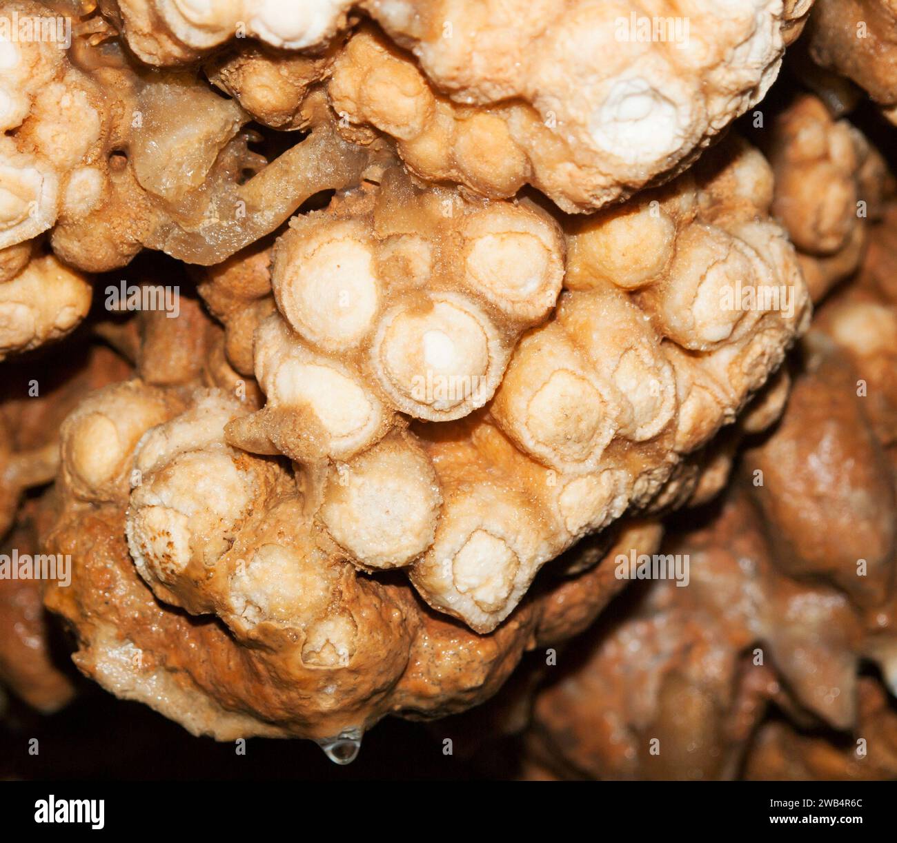 Calcium carbonate roses dripstone  in Koneprusy caves, Czech republic Stock Photo