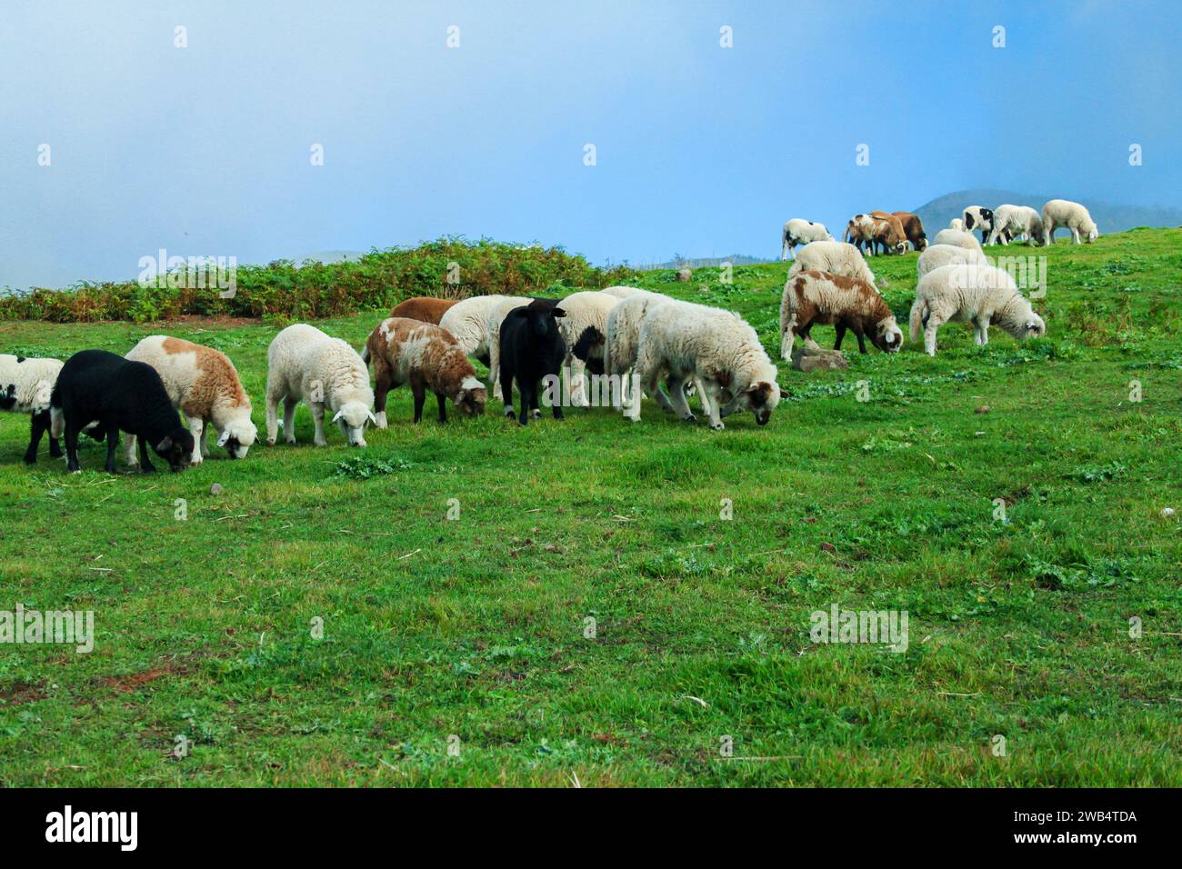 Sheep grazing in Gáldar on the island of Gran Canaria, Spain Stock Photo