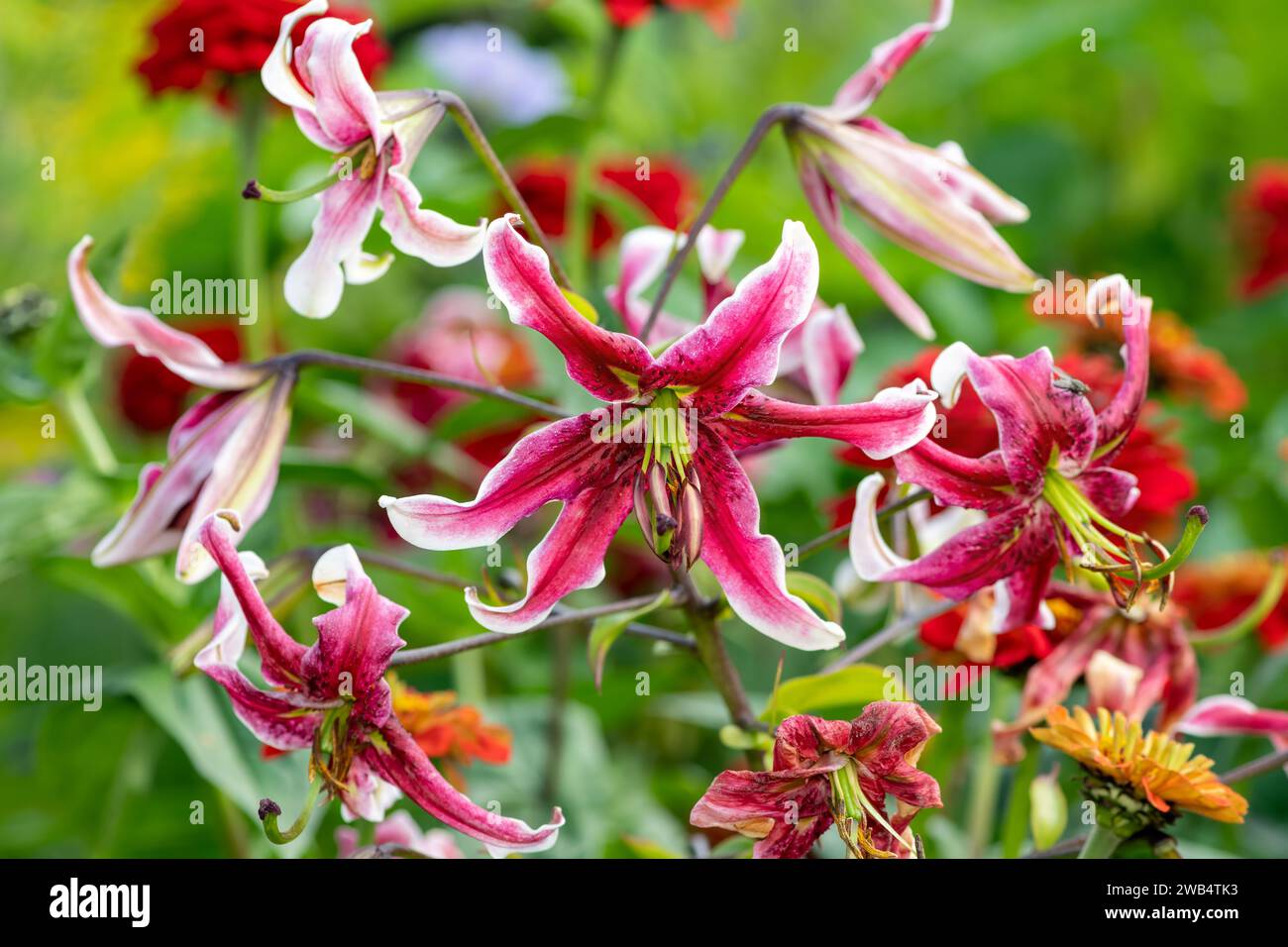 Close up of Japanese lilies (lilium speciosum) flowers in bloom Stock Photo