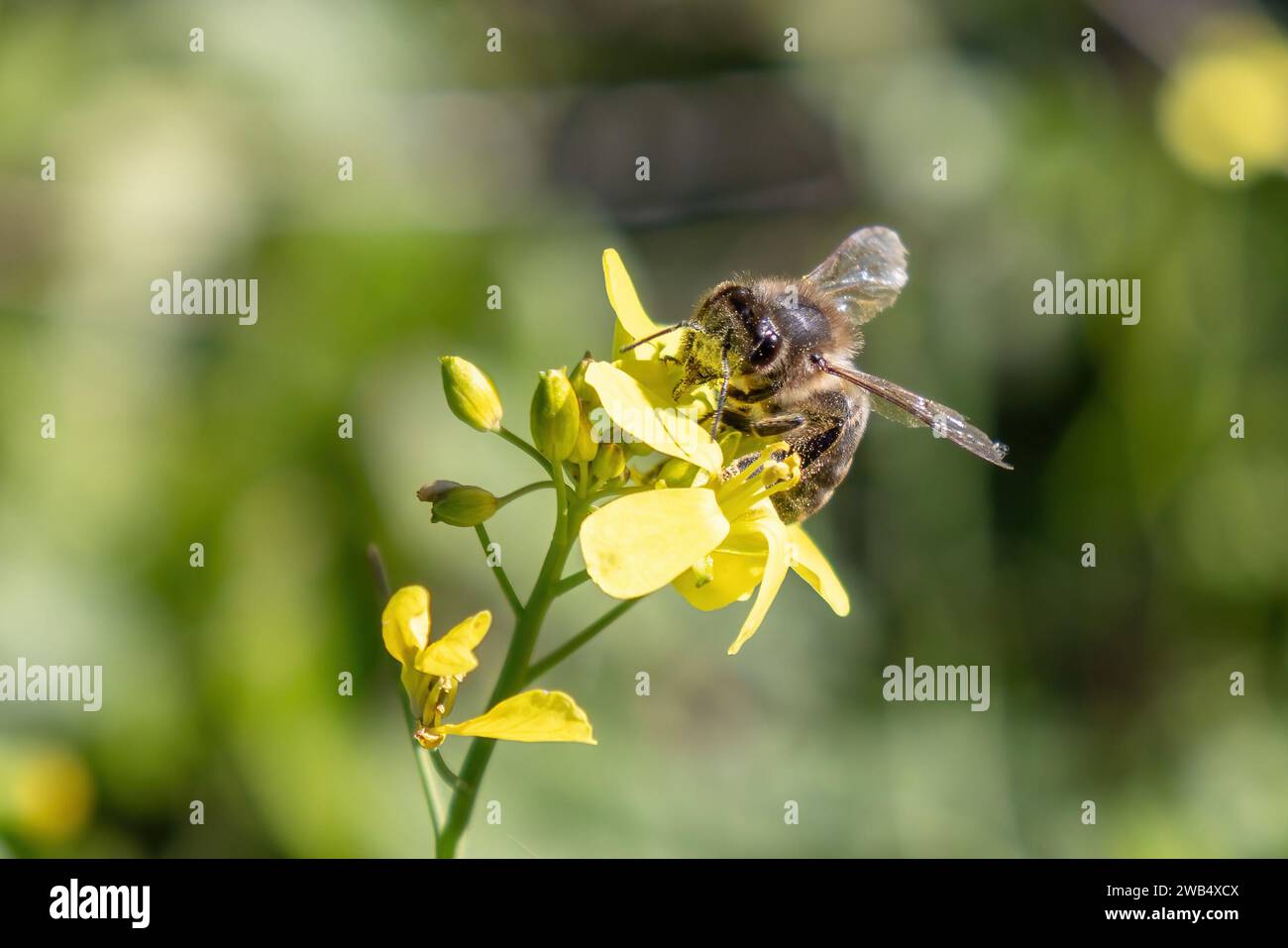 A honey bee is gathering nectar on a Oxalis pes-caprae Stock Photo