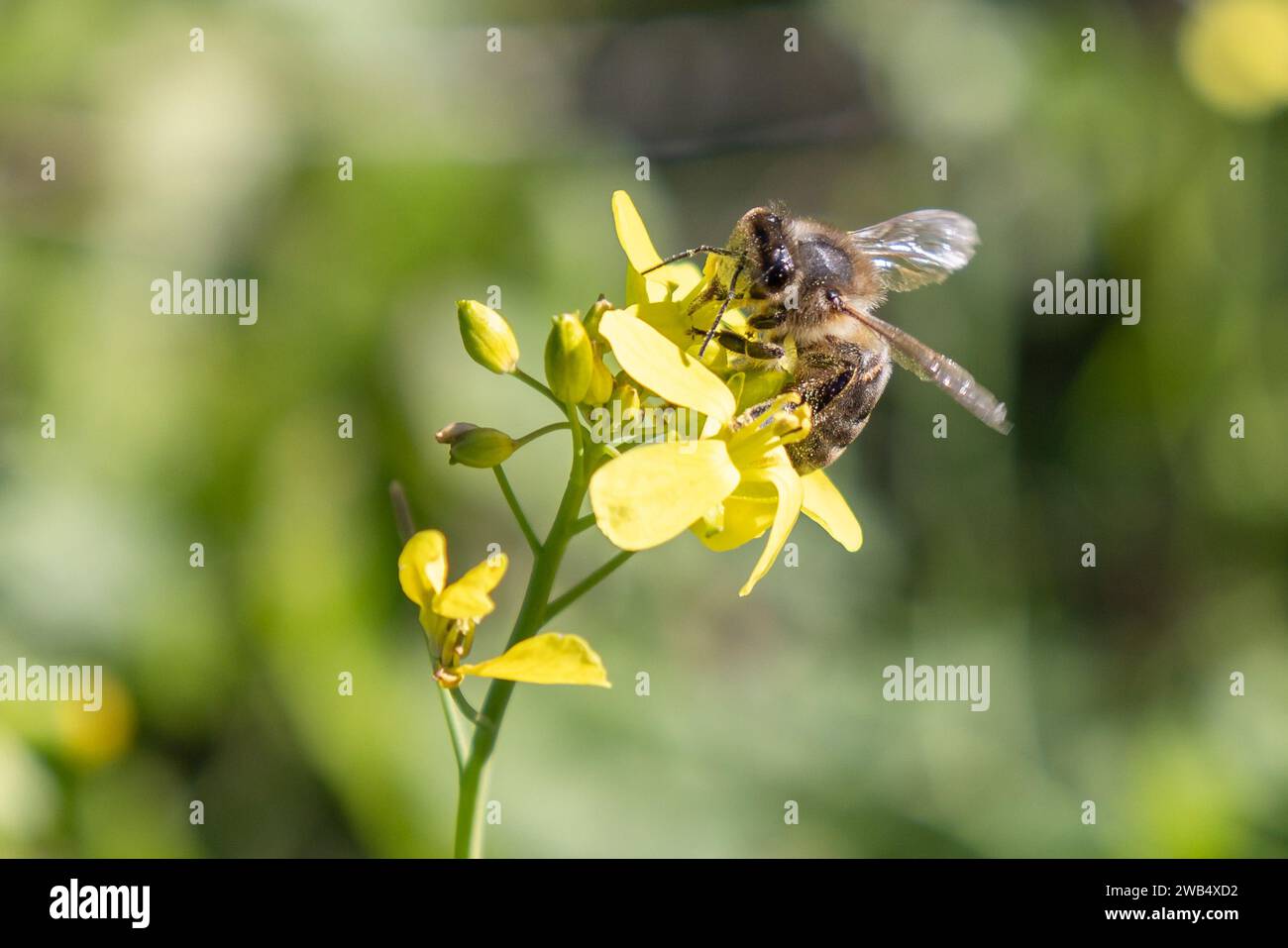 A honey bee is gathering nectar on a Oxalis pes-caprae Stock Photo