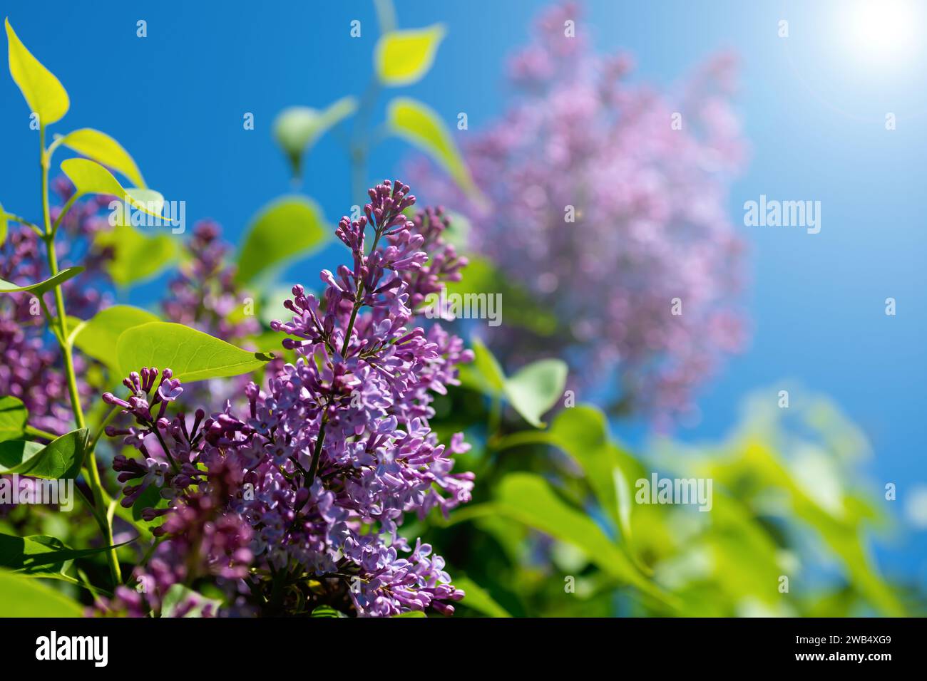 Beautiful lilac branches against a blue sky on a sunny day. Spring flowering lilac Stock Photo