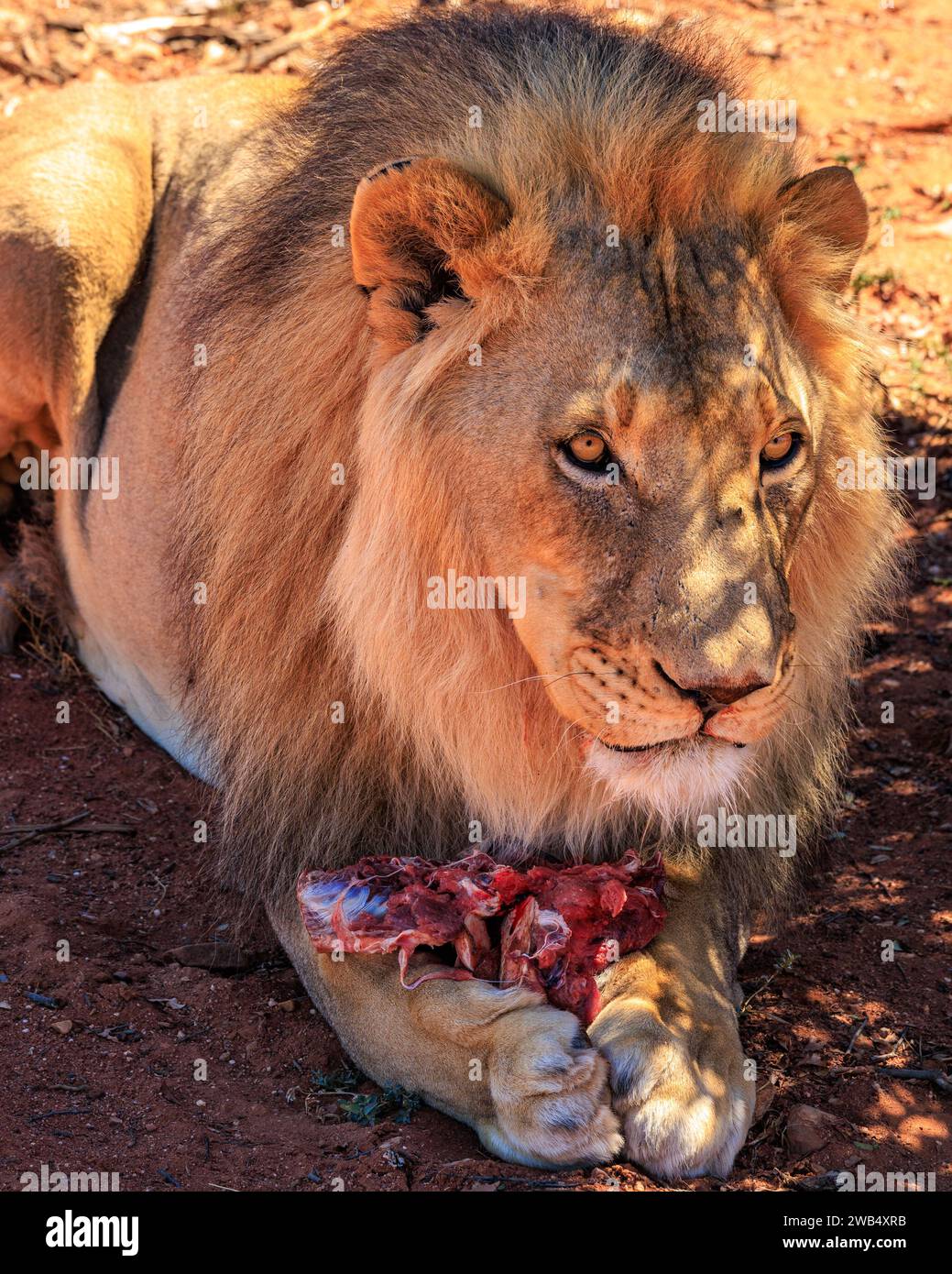 Lion eating steak hi-res stock photography and images - Alamy