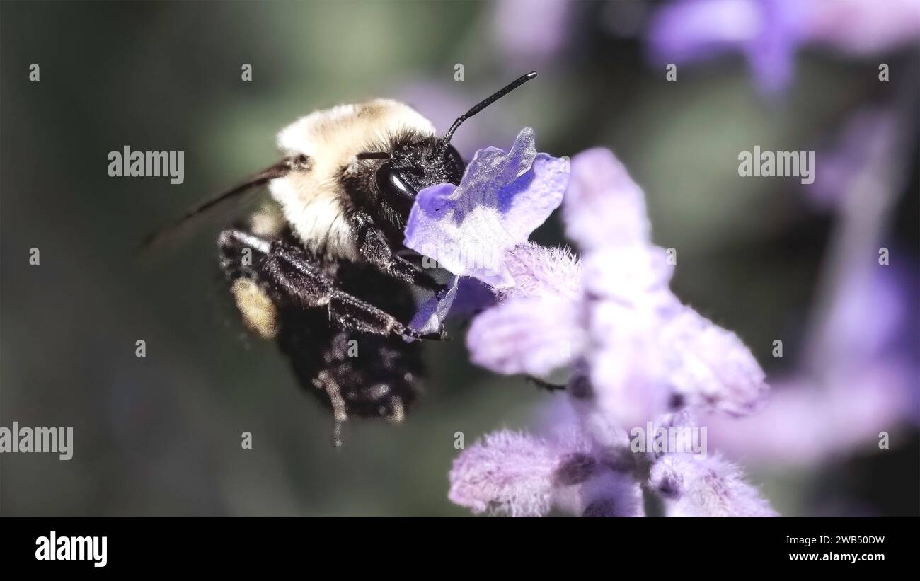 A female Bombus impatiens Common Eastern Bumble Bee flying while feeding on a purple lavender flower. Long Island, New York, USA Stock Photo