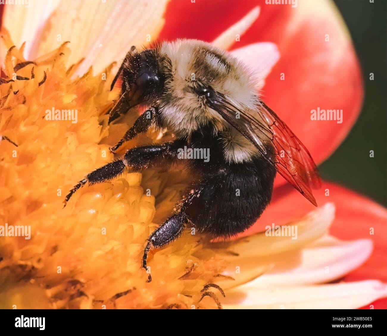 Close up of a Bombus impatiens Common Eastern Bumble Bee feeding on a red and yellow dahlia flower. Long Island, New York, USA Stock Photo