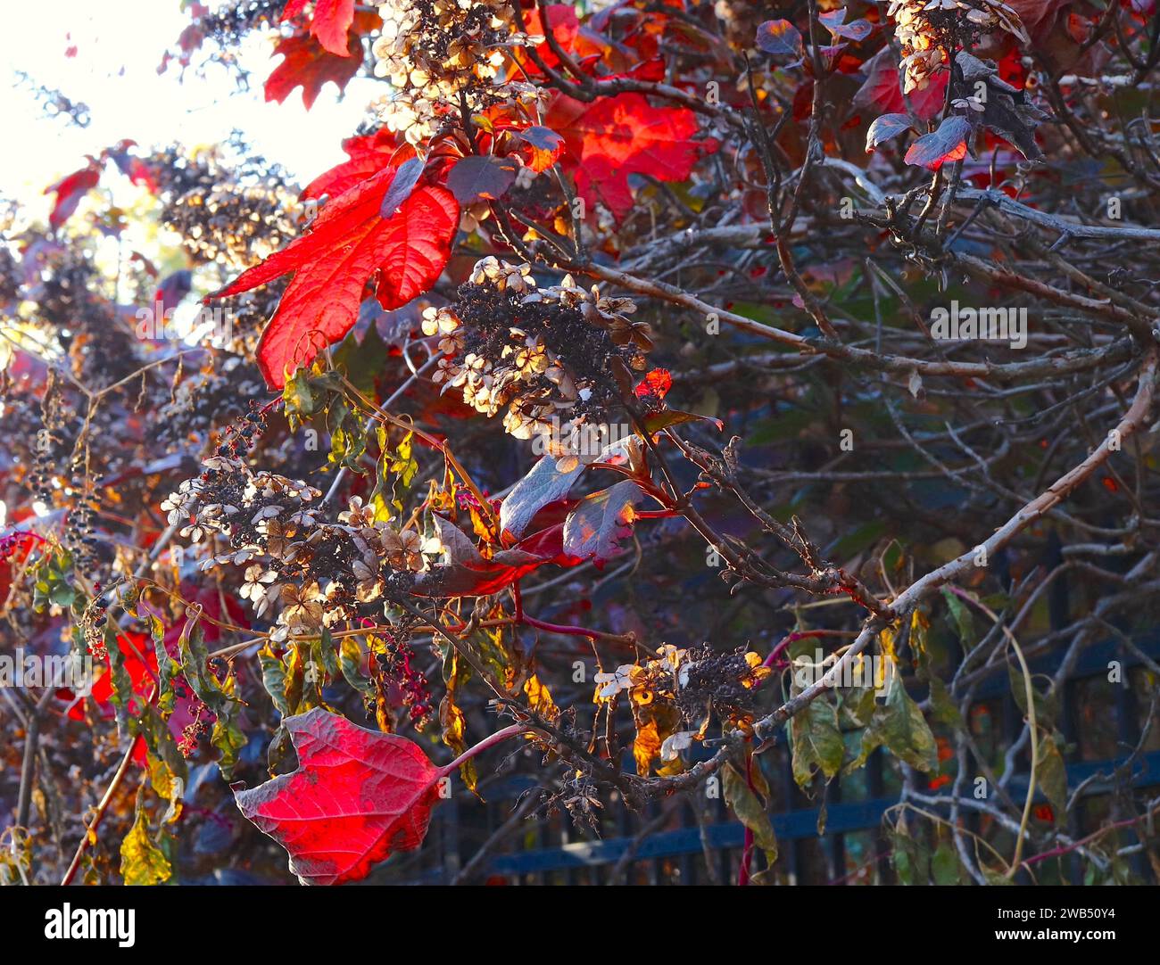 Colorful Red Shrubs in Autumn Show Off Nature's Gifts of Berries and Blossoms Stock Photo